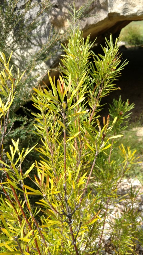 Lambertia formosa plantplacesimage20170108_101204.jpg