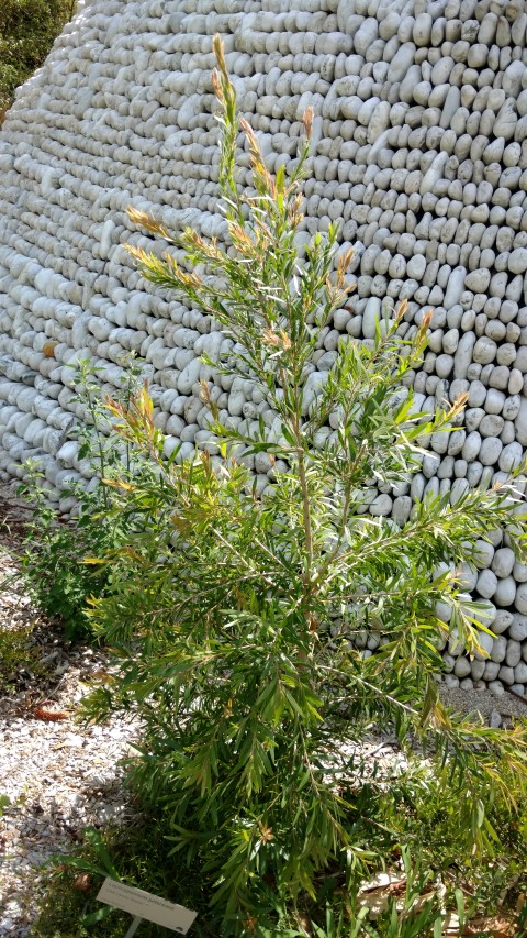 Leptospermum petersonii plantplacesimage20170108_101609.jpg