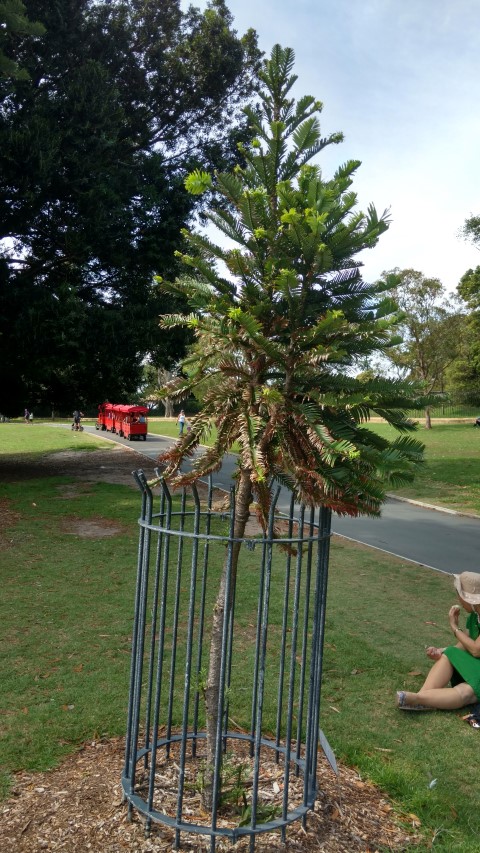 wollemia nobilis plantplacesimage20170108_103108.jpg