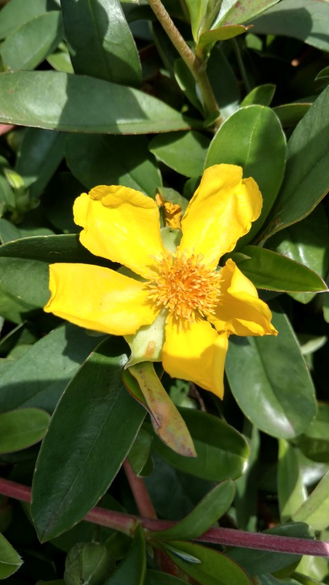 Hibbertia scandens plantplacesimage20170108_103234.jpg