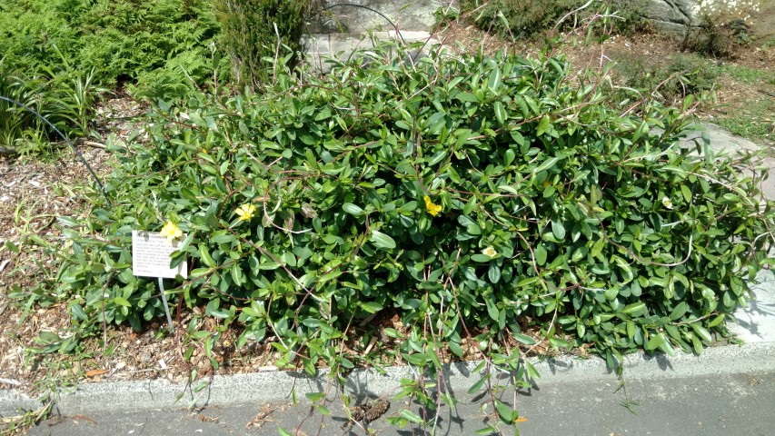 Hibbertia scandens plantplacesimage20170108_103247.jpg