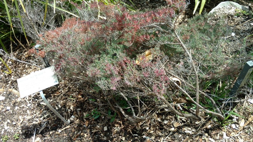 Homoranthus flavescens plantplacesimage20170108_104912.jpg
