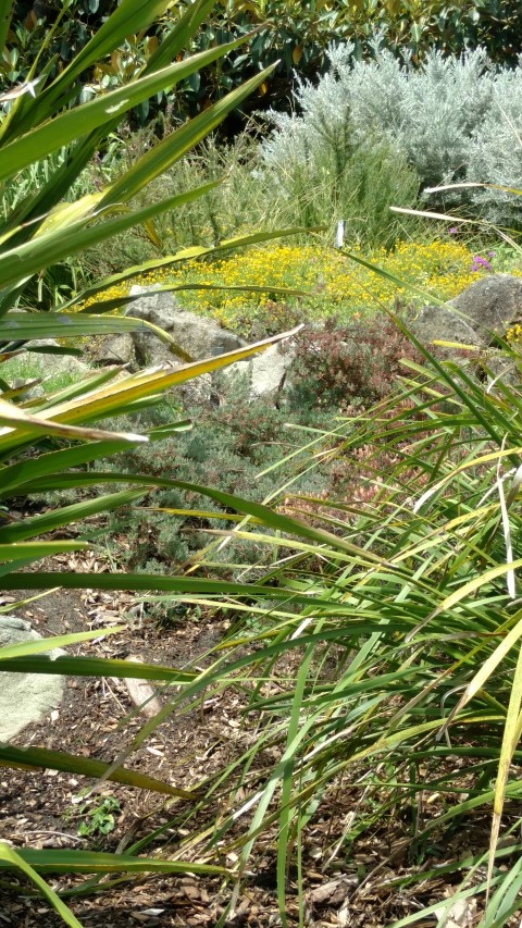 Homoranthus flavescens plantplacesimage20170108_104947.jpg