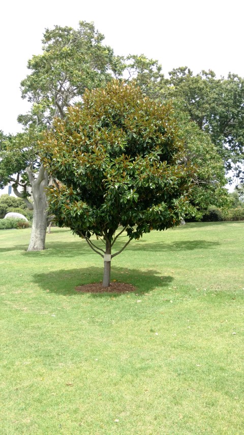 Magnolia grandiflora plantplacesimage20170108_110648.jpg
