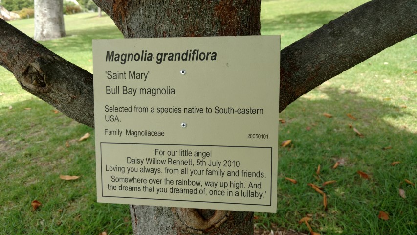 Magnolia grandiflora plantplacesimage20170108_110817.jpg