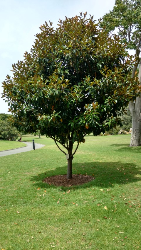 Magnolia grandiflora plantplacesimage20170108_110839.jpg