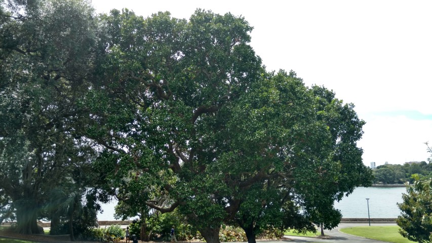 Syzygium moorei plantplacesimage20170108_111240.jpg