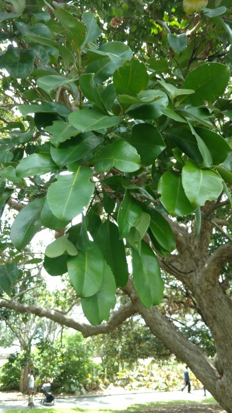 Syzygium moorei plantplacesimage20170108_111311.jpg