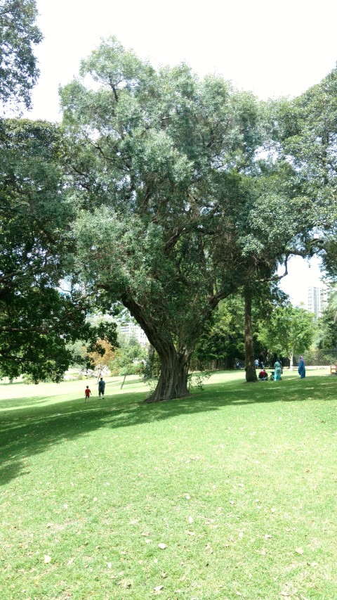 Olea europea plantplacesimage20170108_111434.jpg
