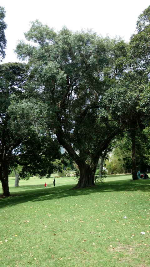 Olea europea plantplacesimage20170108_111448.jpg