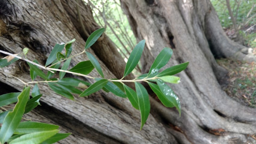 Olea europea plantplacesimage20170108_111513.jpg