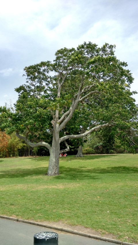 Flindersia schottiana plantplacesimage20170108_111647.jpg