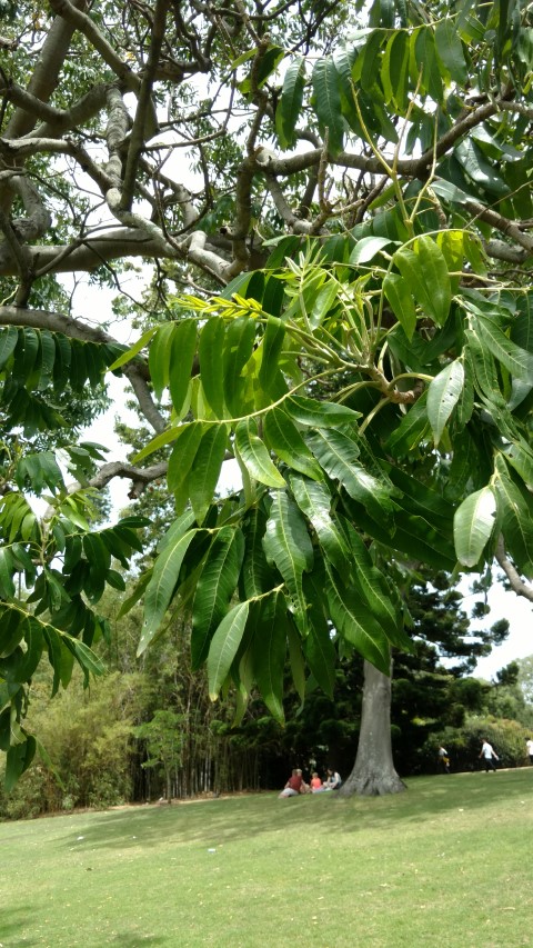 Flindersia schottiana plantplacesimage20170108_111728.jpg