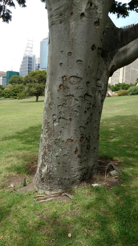 Flindersia schottiana plantplacesimage20170108_111744.jpg