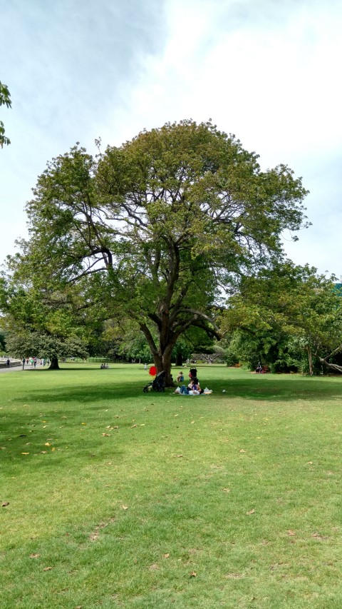 Rhodosphaera rhodanthema plantplacesimage20170108_111910.jpg