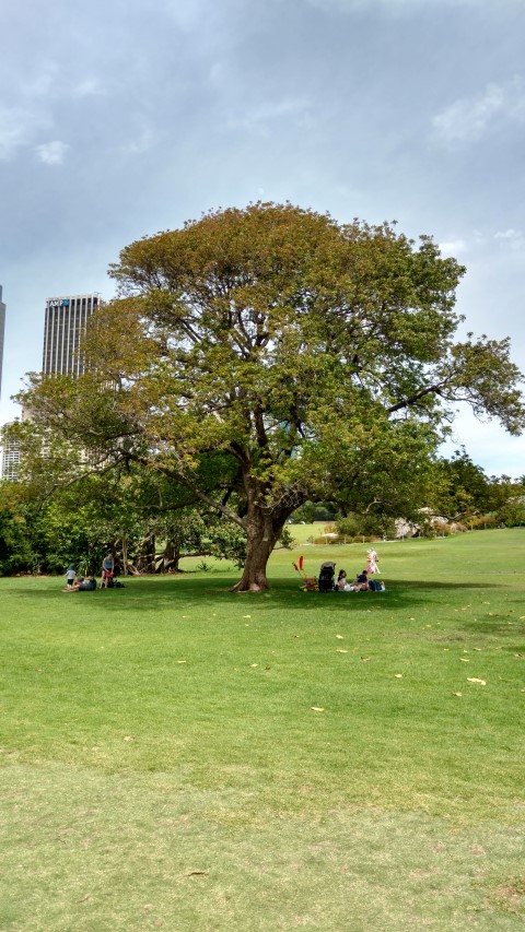 Rhodosphaera rhodanthema plantplacesimage20170108_111949.jpg