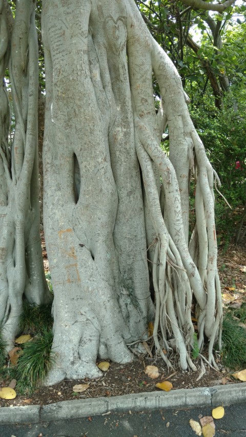 Ficus benghalensus plantplacesimage20170108_112343.jpg