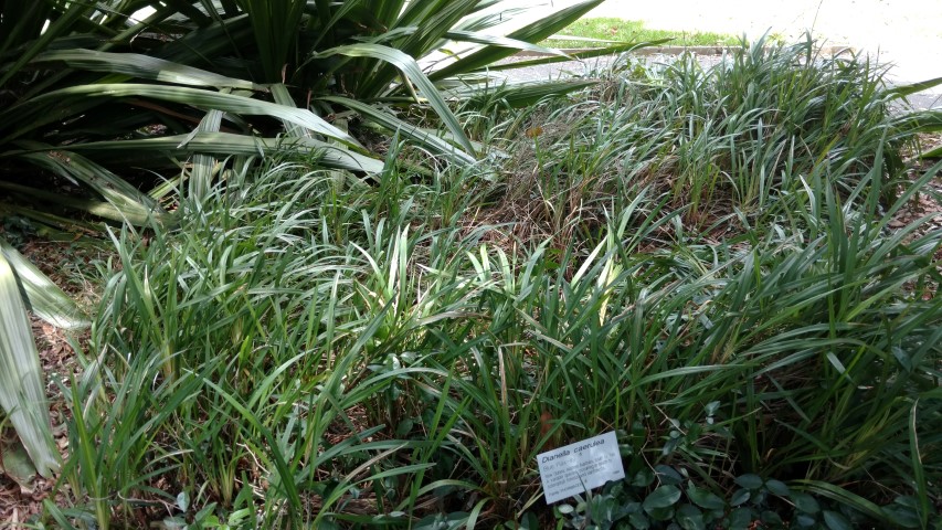Dianella caerulea plantplacesimage20170108_115819.jpg