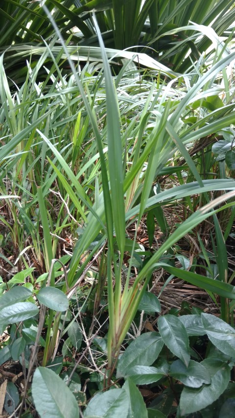 Dianella caerulea plantplacesimage20170108_115828.jpg