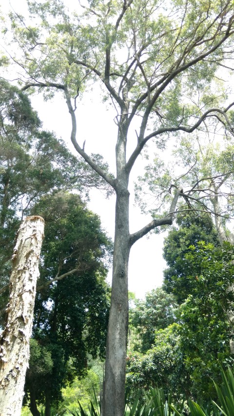 Eucalyptus siderophloia plantplacesimage20170108_115946.jpg