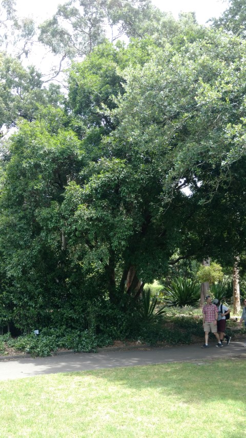 Scolopia braunii plantplacesimage20170108_120306.jpg