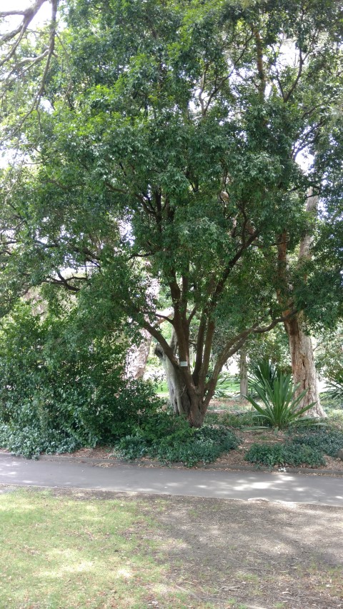 Scolopia braunii plantplacesimage20170108_120323.jpg