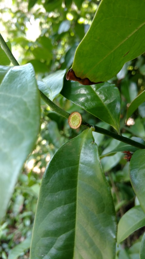 Euphomatia laurina plantplacesimage20170108_121025.jpg