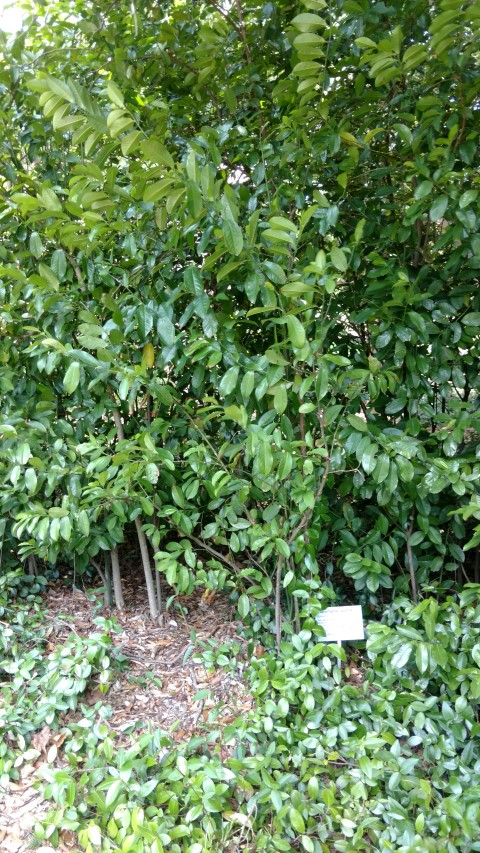 Euphomatia laurina plantplacesimage20170108_121038.jpg