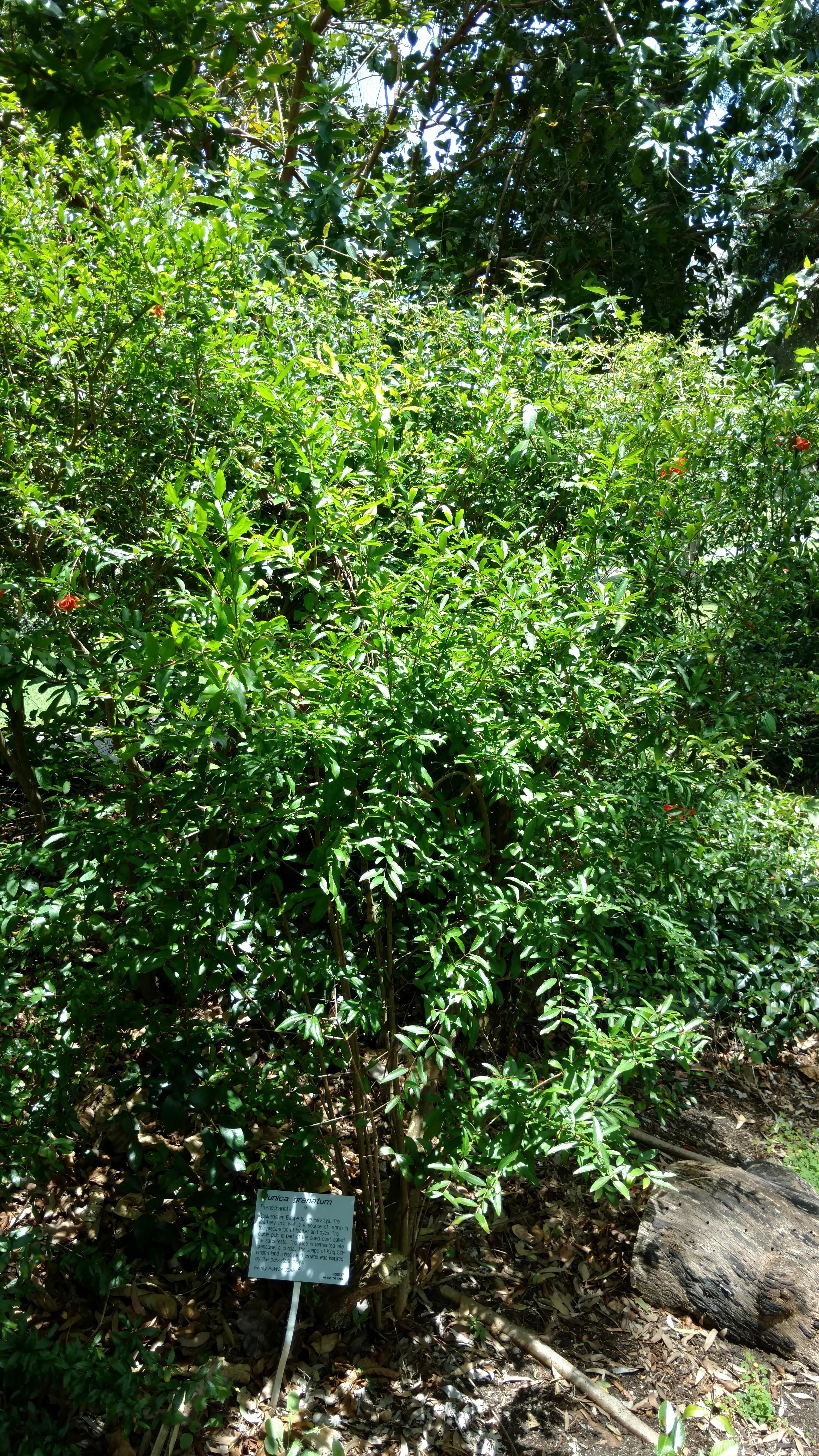 Punica granatum plantplacesimage20170108_121421.jpg
