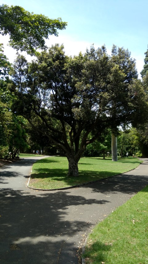 Syzygium leuhmannii plantplacesimage20170108_121552.jpg