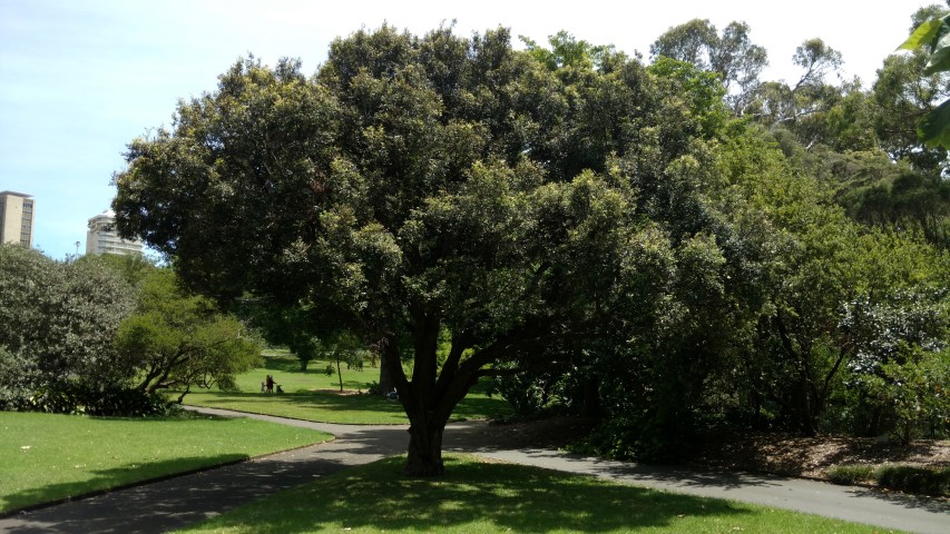 Syzygium leuhmannii plantplacesimage20170108_121632.jpg