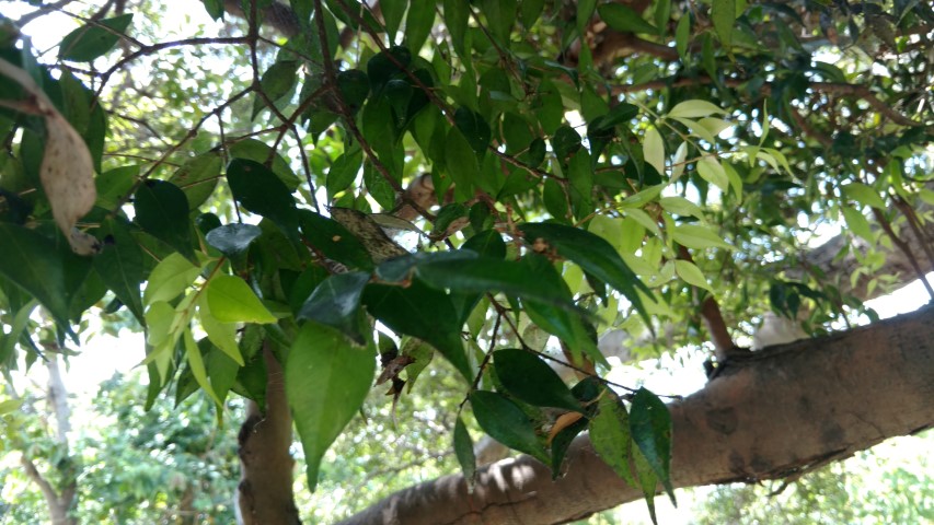 Syzygium leuhmannii plantplacesimage20170108_121730.jpg