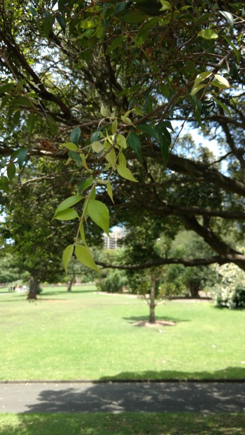Syzygium leuhmannii plantplacesimage20170108_121755.jpg