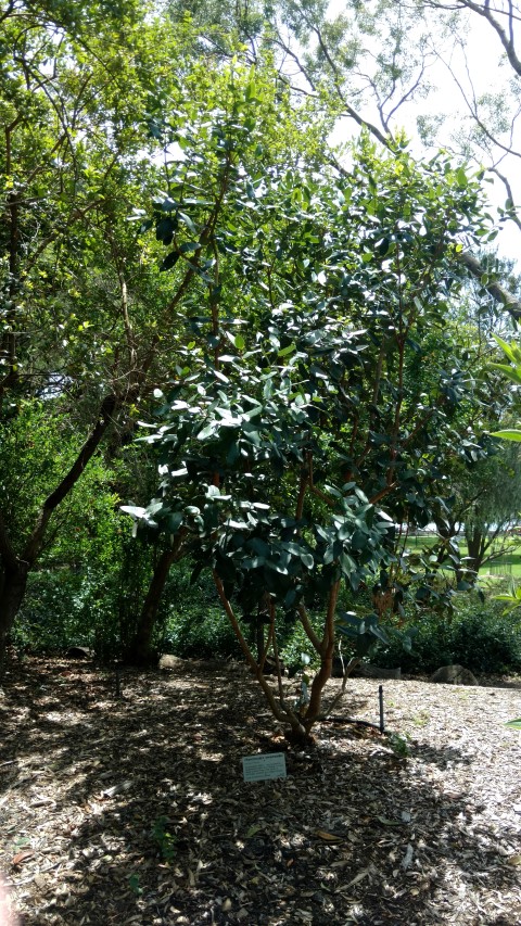 Rhynchocalyx lawsoniodes plantplacesimage20170108_121903.jpg