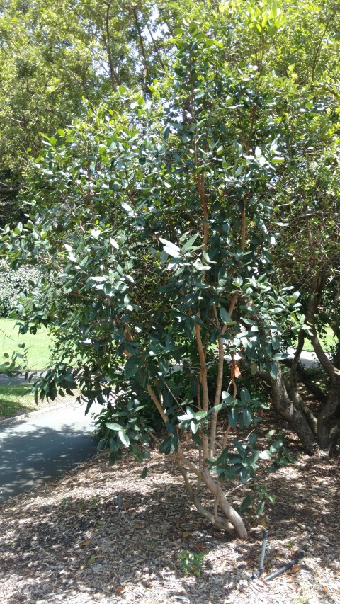 Rhynchocalyx lawsoniodes plantplacesimage20170108_121922.jpg