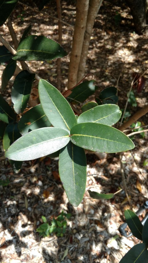 Rhynchocalyx lawsoniodes plantplacesimage20170108_121934.jpg