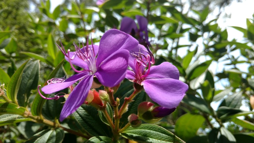 Tibouchina spp plantplacesimage20170108_122011.jpg