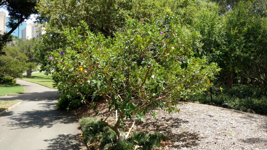 Tibouchina spp plantplacesimage20170108_122027.jpg