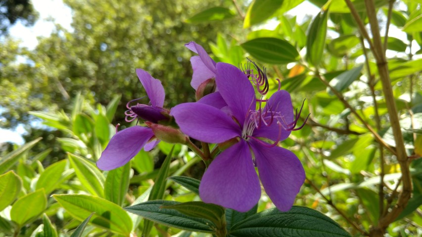 Tibouchina spp plantplacesimage20170108_122043.jpg