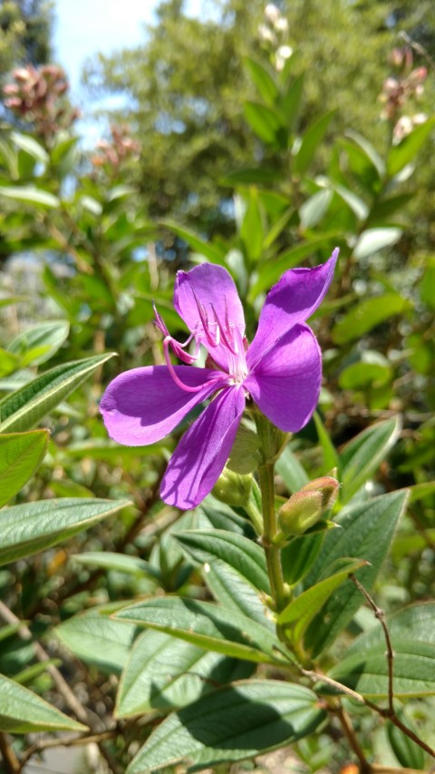 Tibouchina spp plantplacesimage20170108_122103.jpg