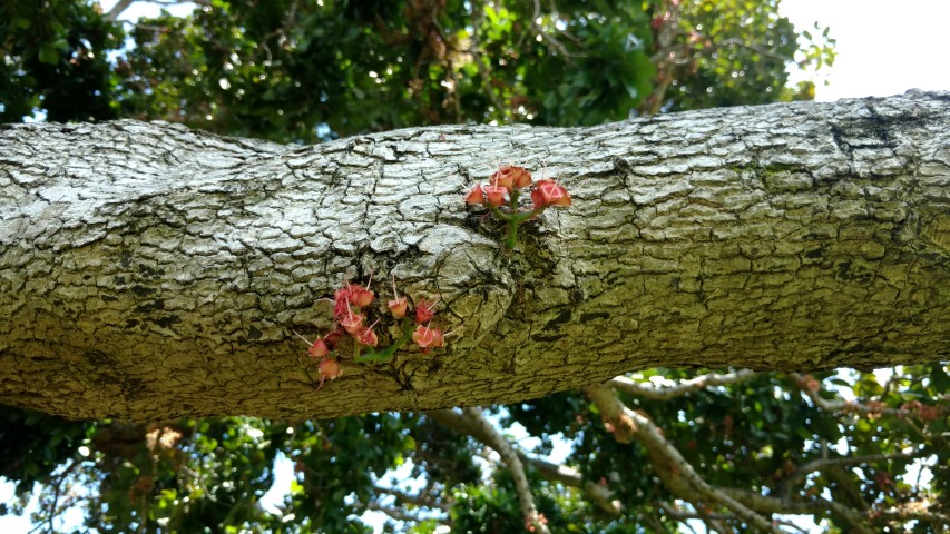 Syzygium moorei plantplacesimage20170108_123101.jpg