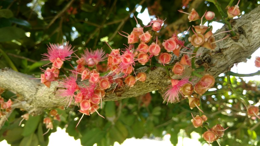 Syzygium moorei plantplacesimage20170108_123147.jpg