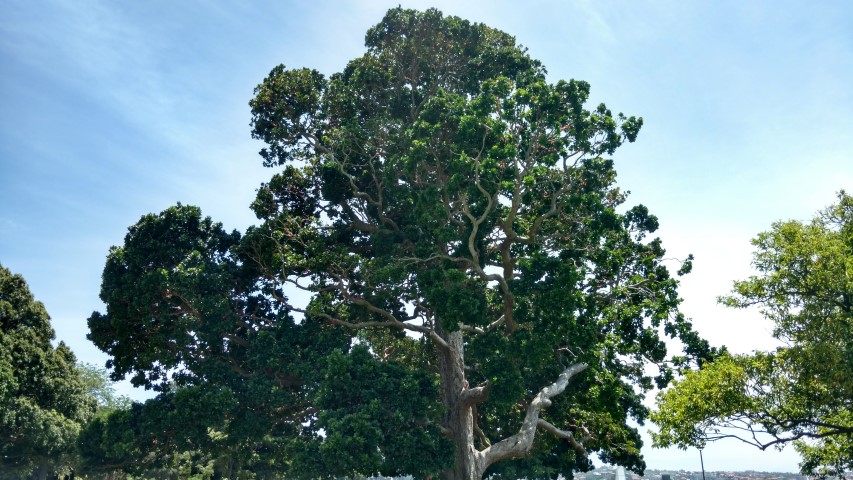 Syzygium moorei plantplacesimage20170108_123212.jpg