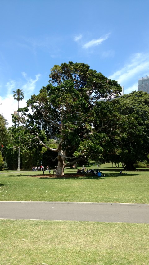 Syzygium moorei plantplacesimage20170108_123303.jpg