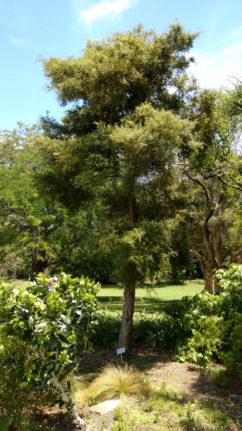 Podocarpus hallii plantplacesimage20170108_123603.jpg