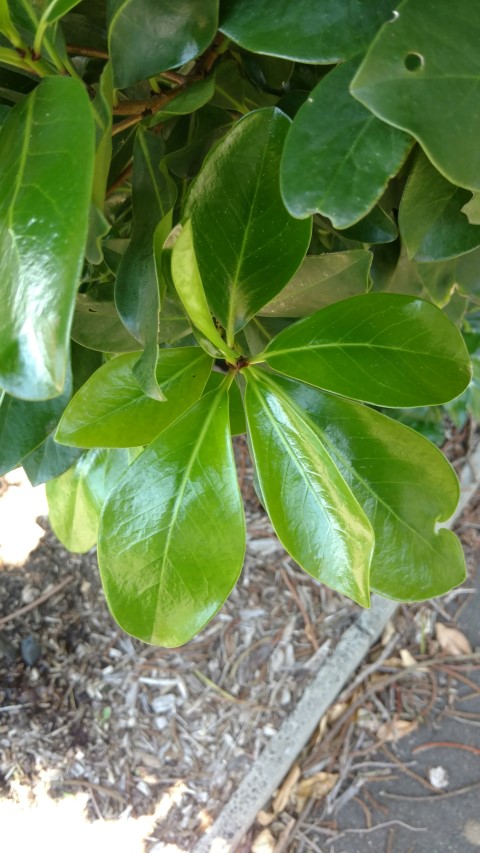 Corynocarpus laevigatus plantplacesimage20170108_124132.jpg