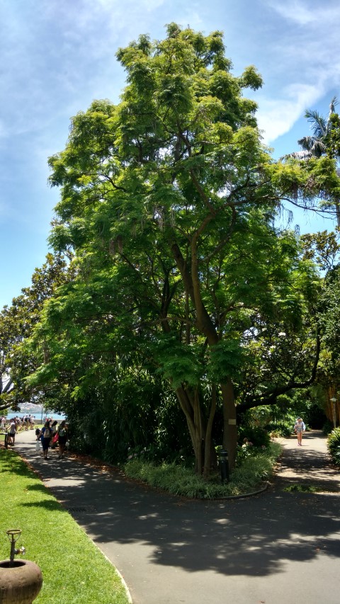 Radermachera sinica plantplacesimage20170108_130104.jpg