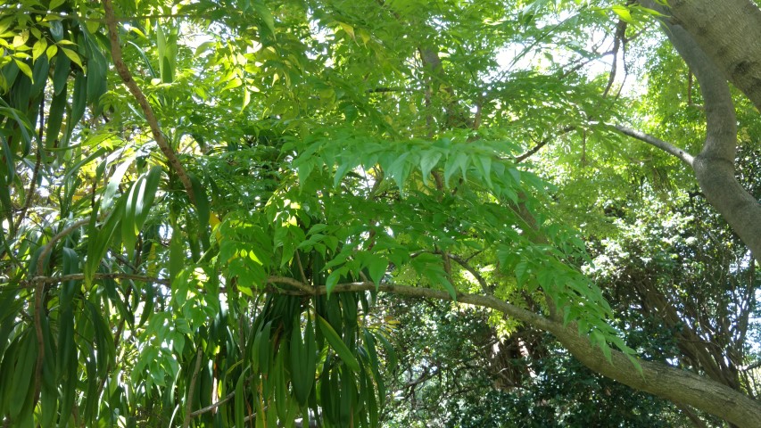 Radermachera sinica plantplacesimage20170108_130128.jpg