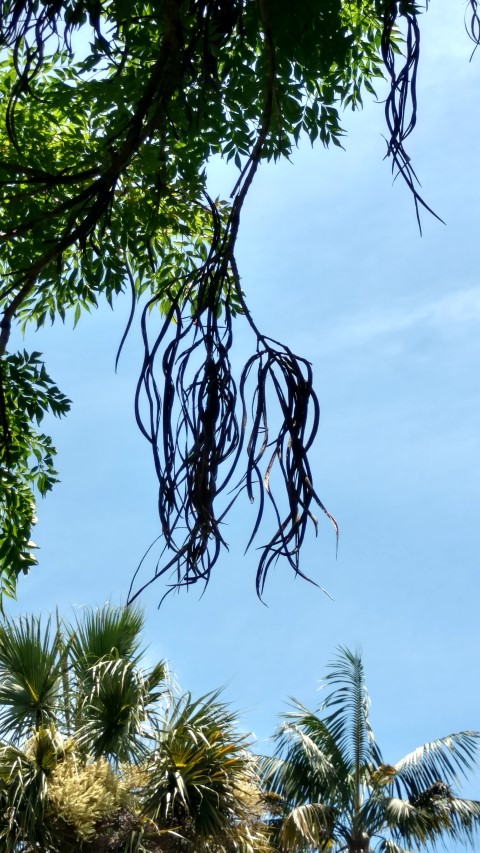 Radermachera sinica plantplacesimage20170108_130218.jpg