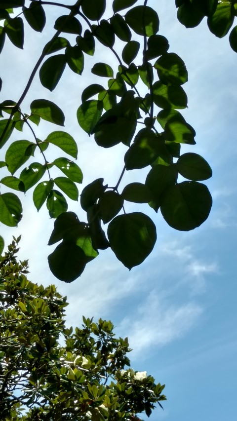Oroxylum indicum plantplacesimage20170108_130437.jpg